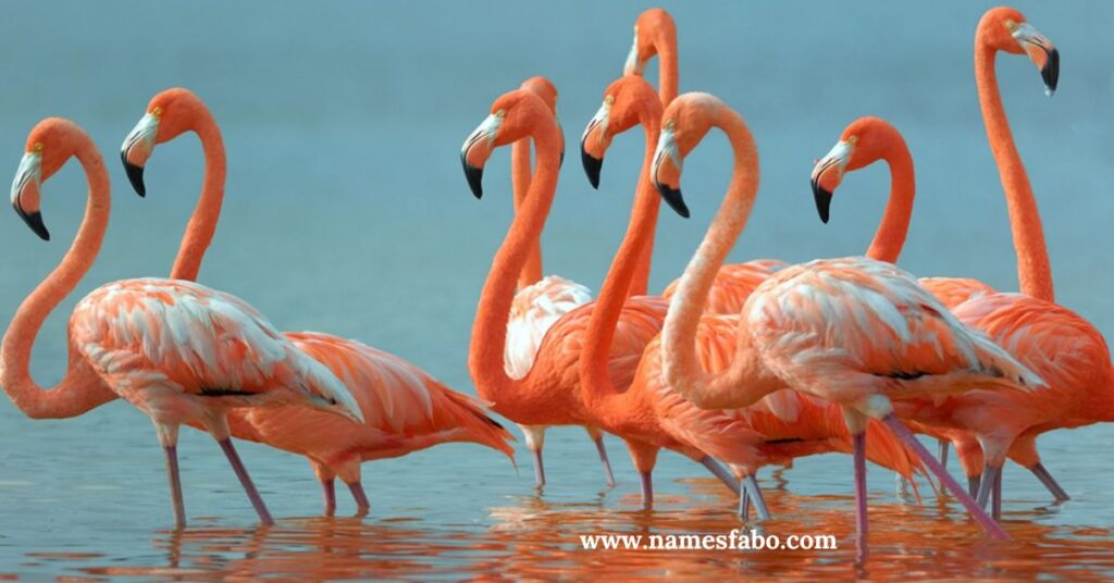 Flamingo Names Starting with “F”