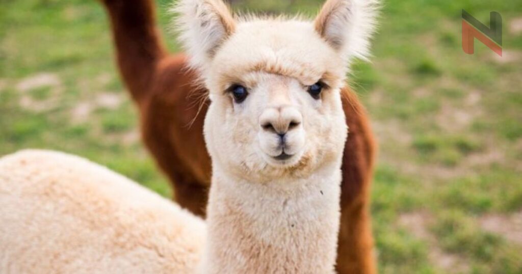 Funny Alpaca Name Ideas