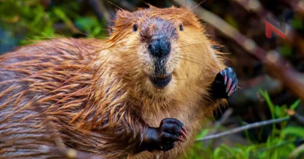 Funny Beaver Names