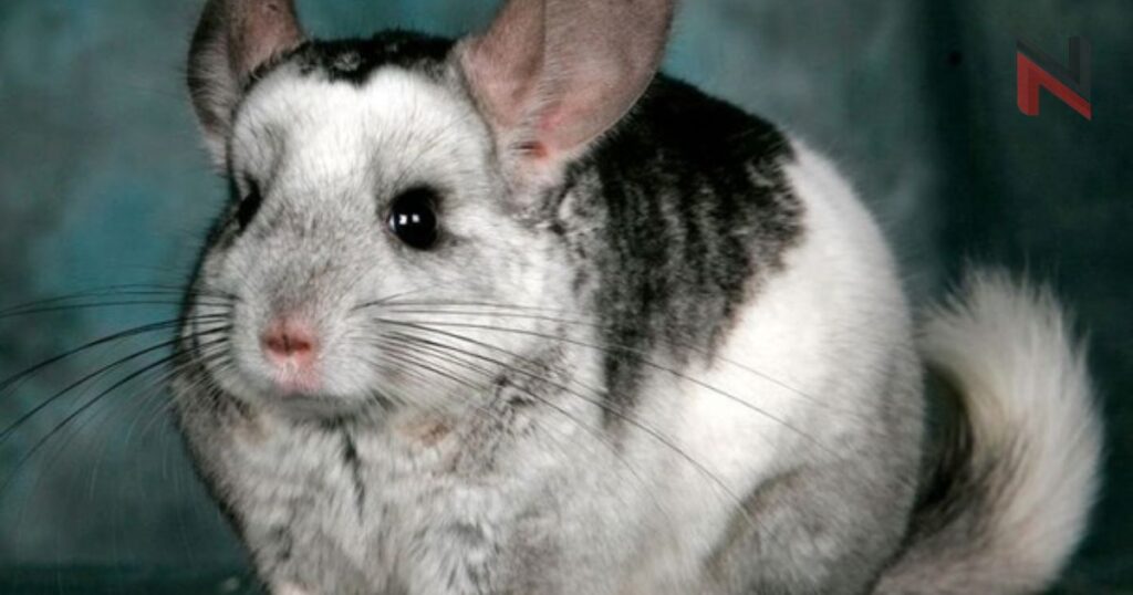 Funny Chinchilla Names