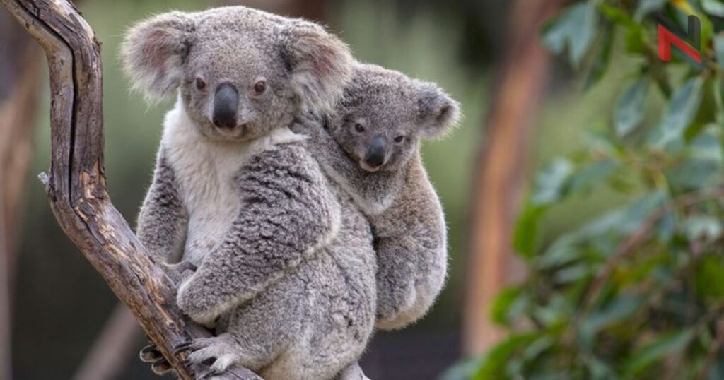 Funny Koala Names