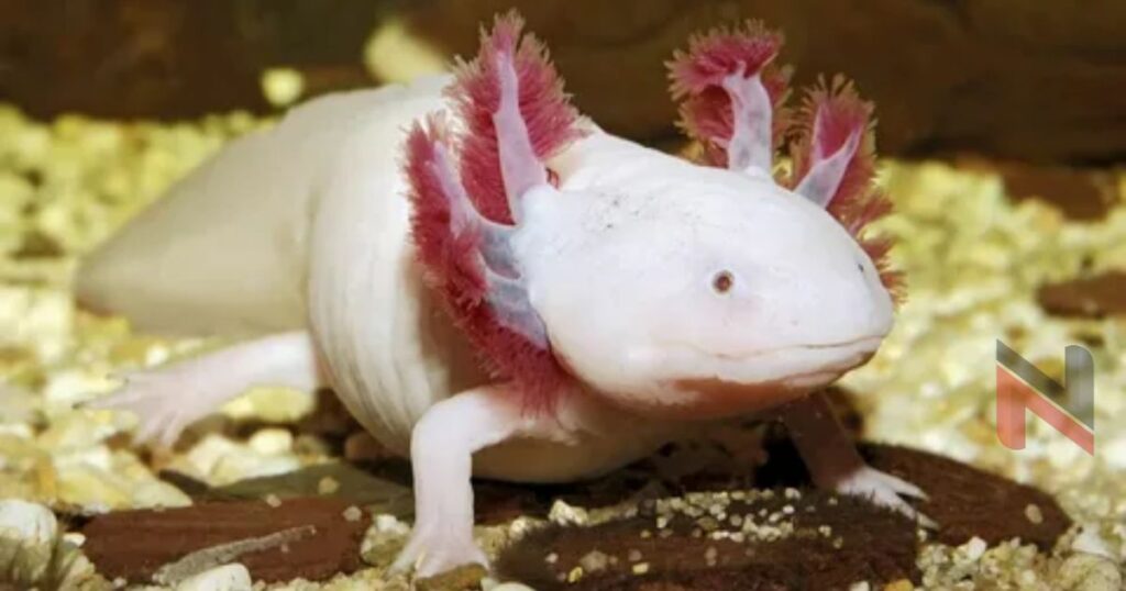 Funny Names for Axolotls