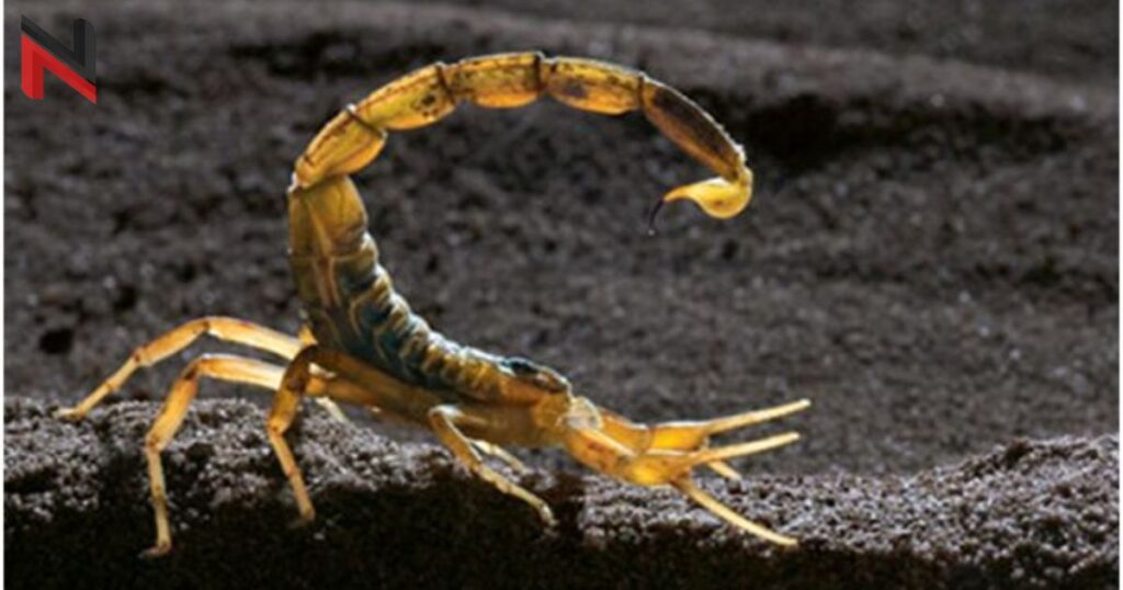 Funny Names for Scorpions