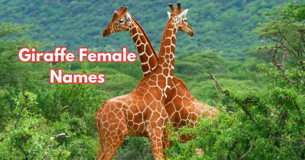 Giraffe Female Names 