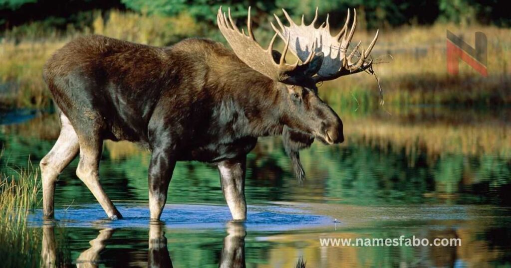 Good Moose Namess