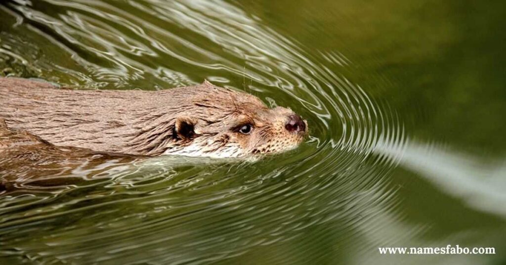 Good Otter Names 