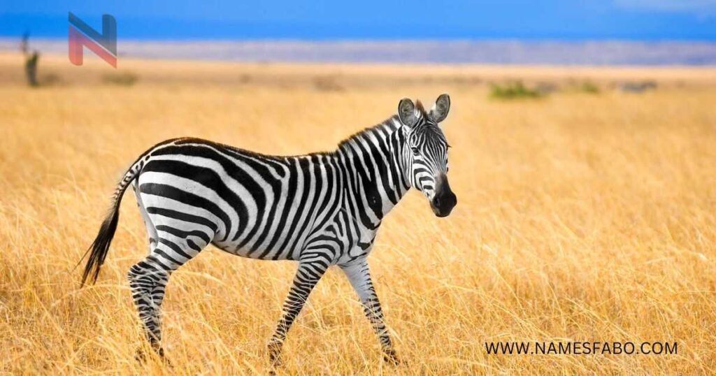 Good Zebra Names with Meaning