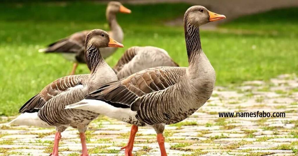 Goose Names That Start With “G”