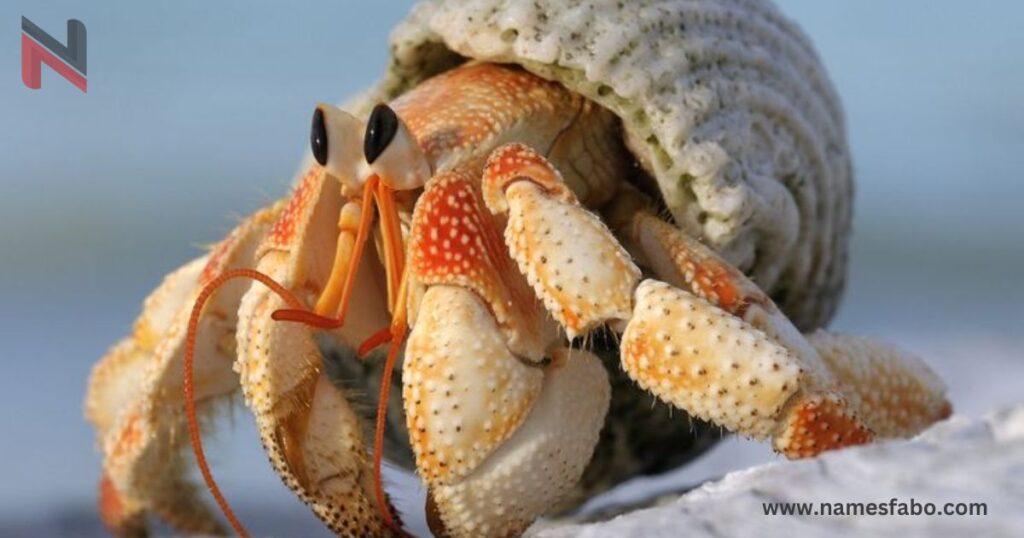 Hermit Crab Names