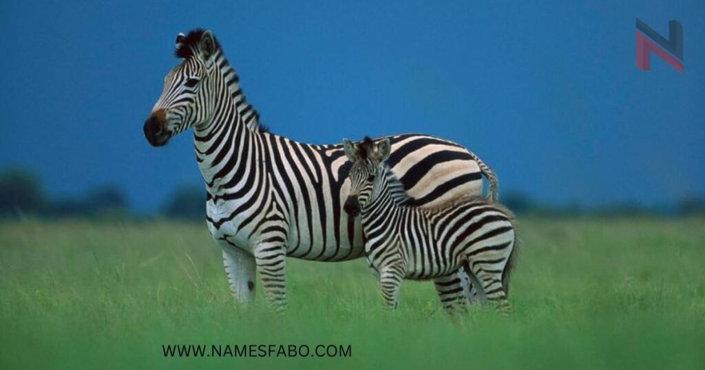 How to Come Up With A Perfect Zebra Name