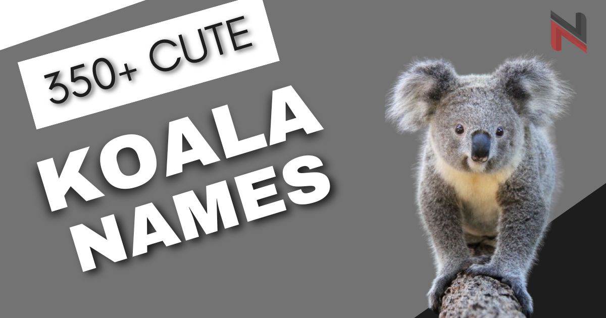 Koala Names Generator [340+ Fun & Meaningful Ideas]