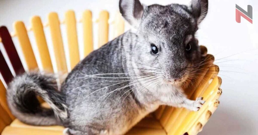 Male Chinchilla Names 