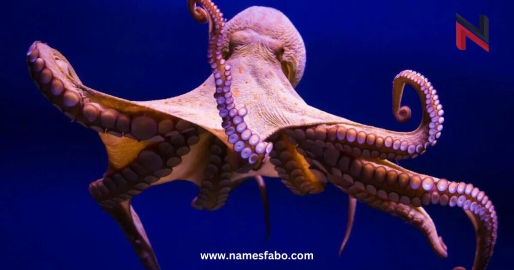 Male Octopus Names