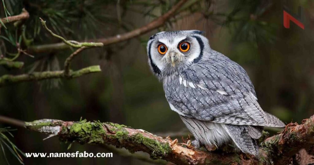 Male Owl Names 