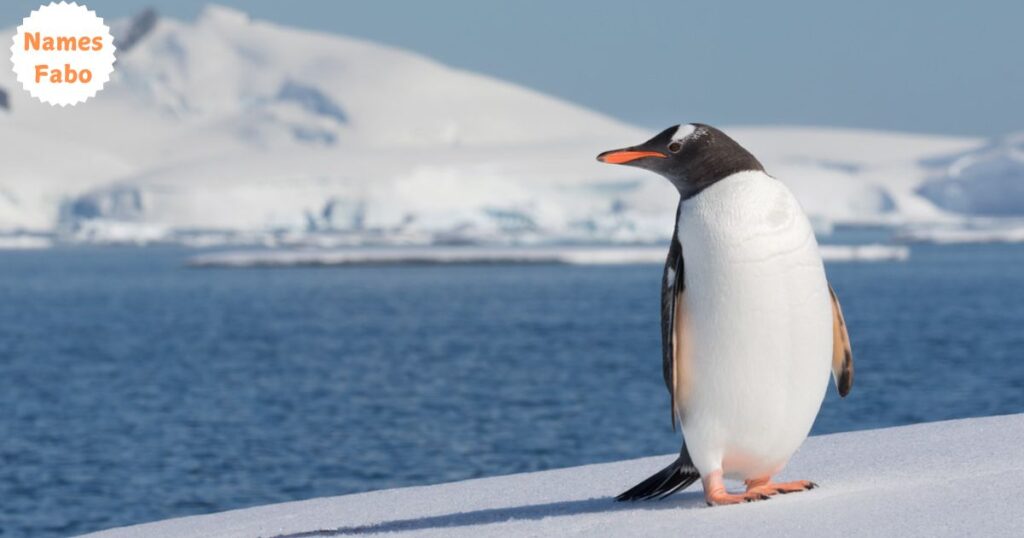 Male Penguin Names