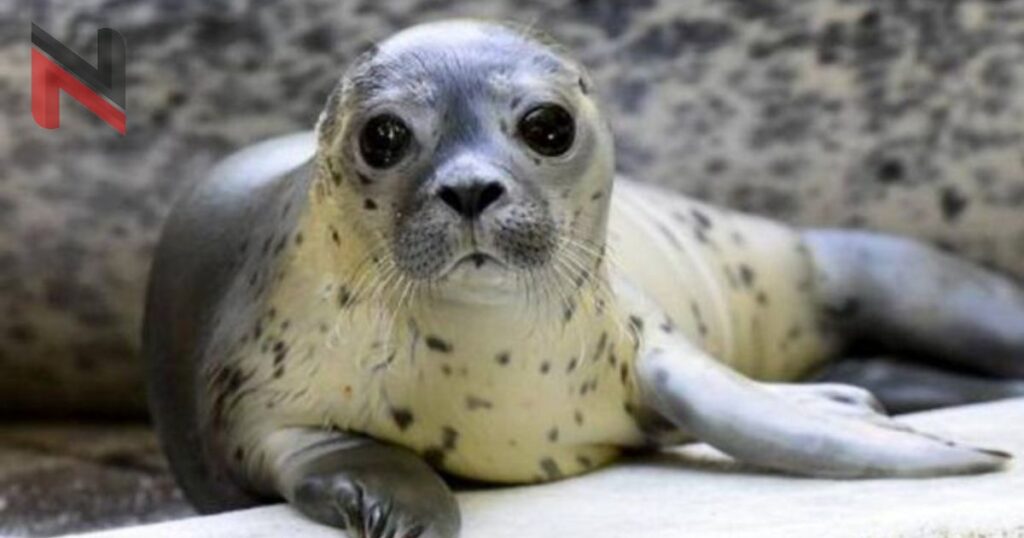 Male Seal Names