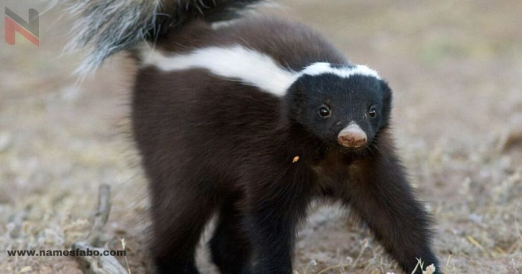 Male Skunk Names