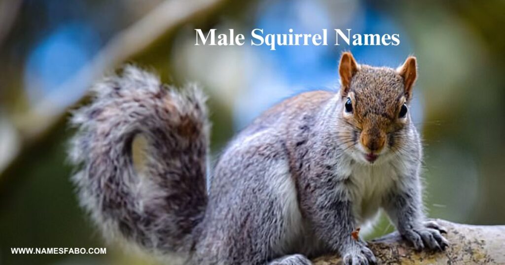 Male Squirrel Names