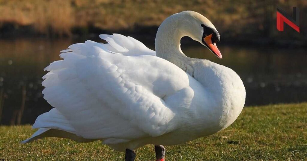 Male Swan Names 