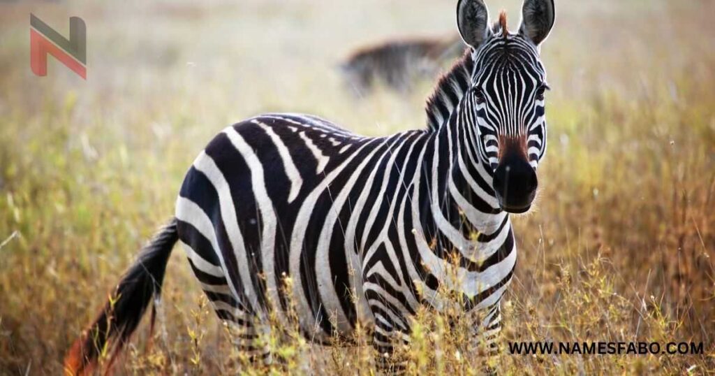 Male Zebra Names