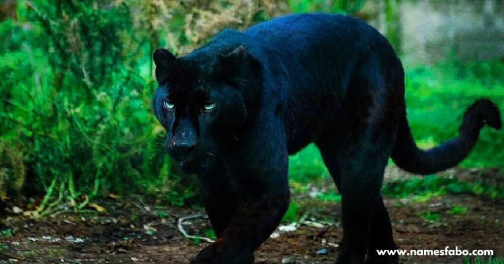 Mythical Panther Names