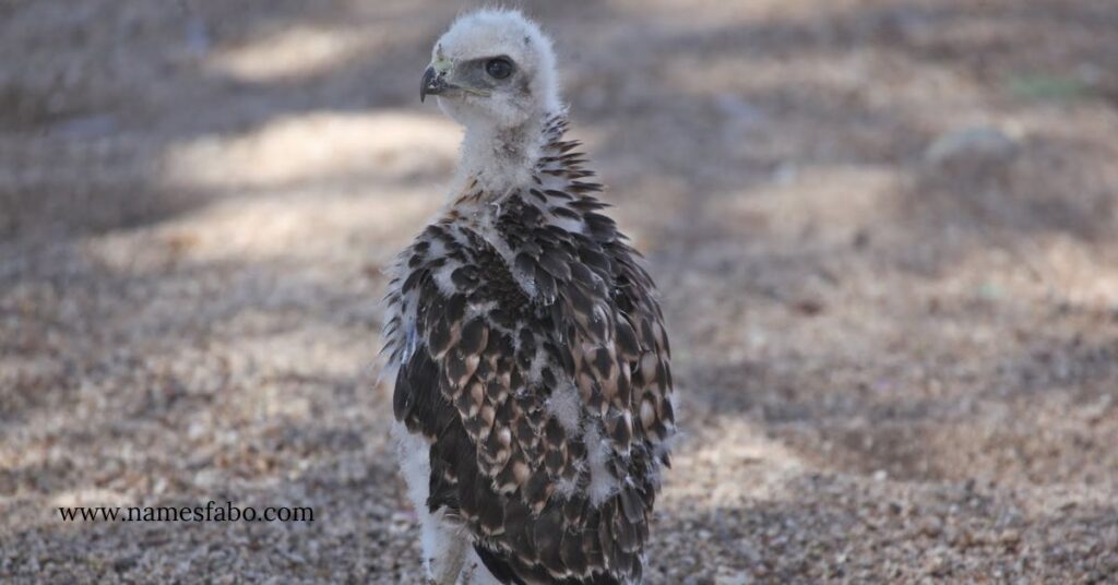 Names for Baby Hawk