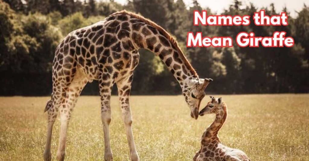 Names that Mean Giraffe