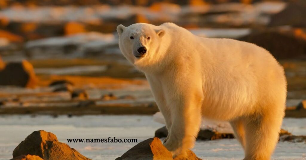 Names that Mean Polar Bear