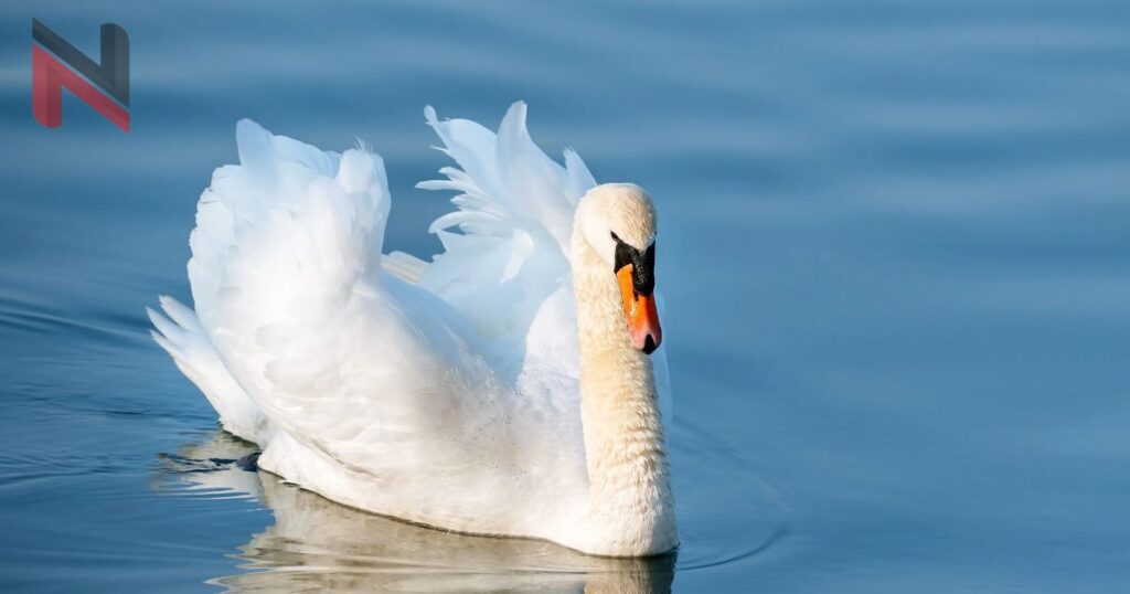 360+ Cool & Catchy Swan Names [Meaningful Ideas]