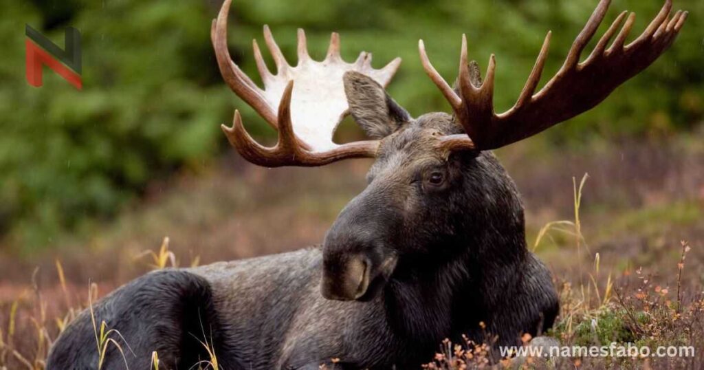 Pet Moose Name Ideas