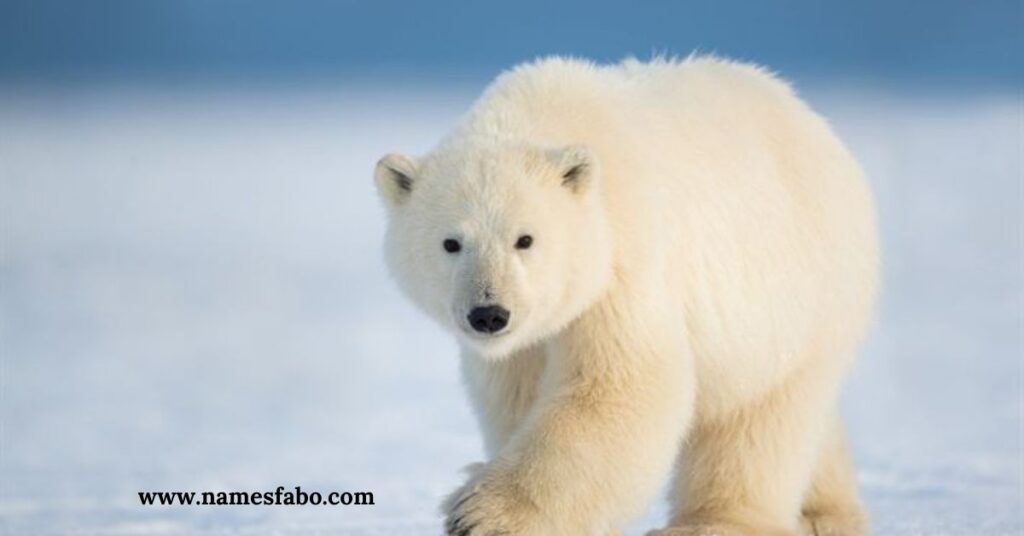 Polar Bear Names Generator (1)