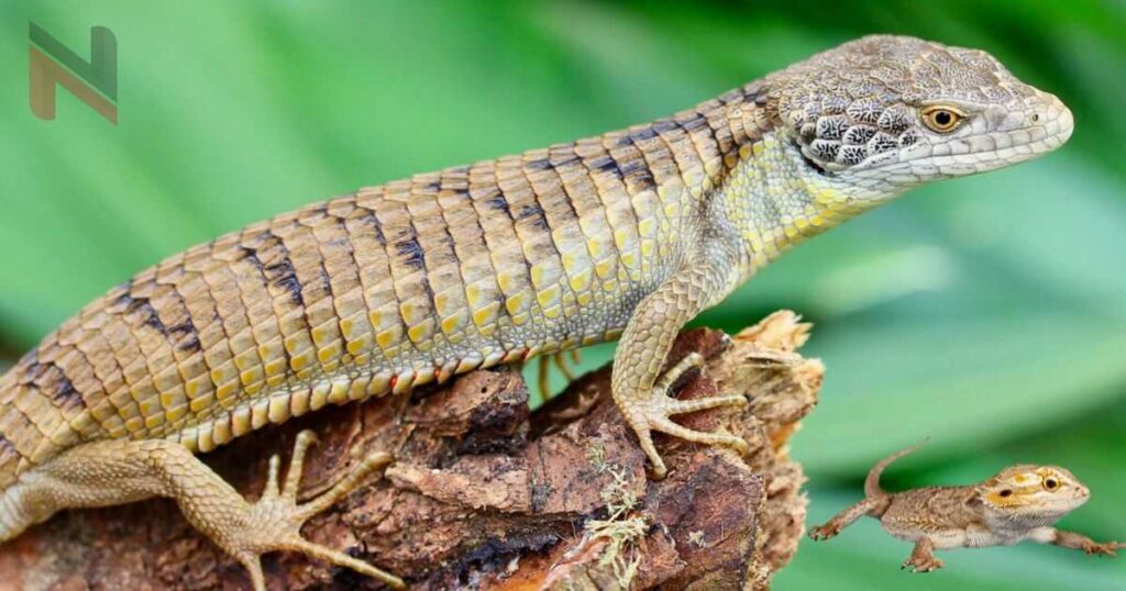 Some Facts About Lizards