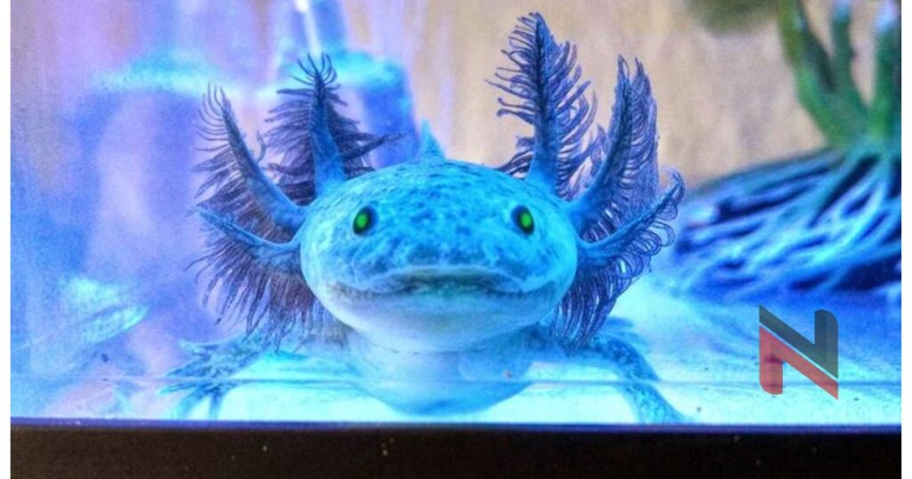 Trending Blue Axolotl Names