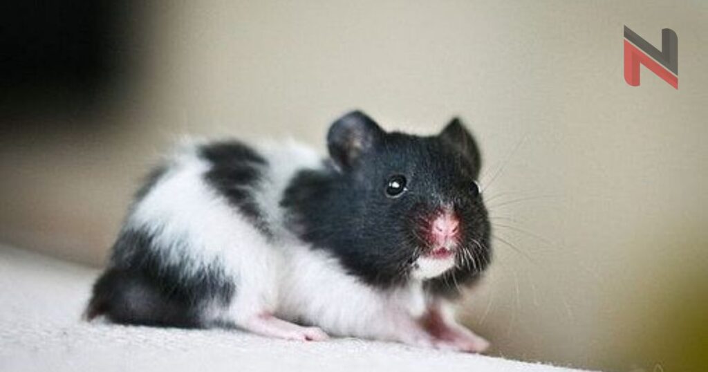 Trendy Black & White Hamster Names