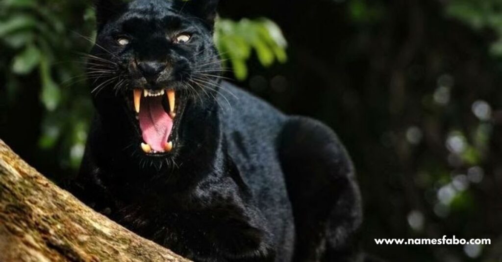 Unique Black Panther Names