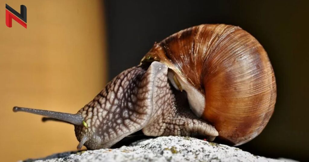 Unique Snail Name Ideas