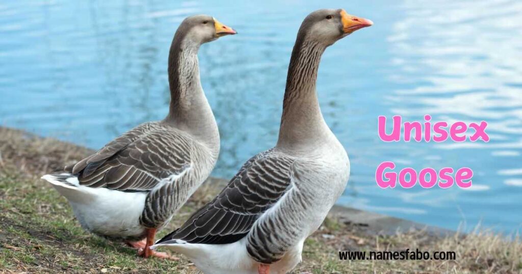 Unisex Goose Names