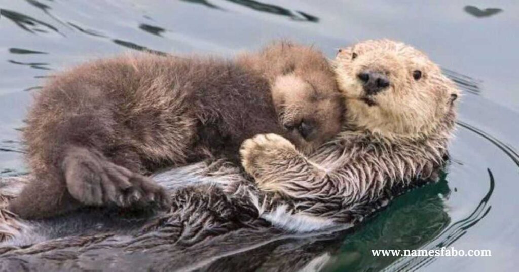 Unisex Names for Otters