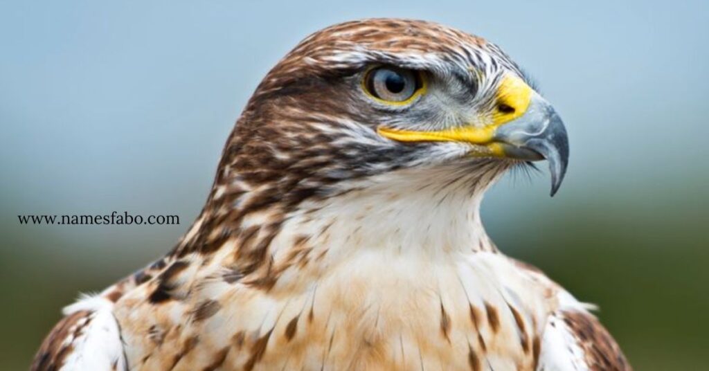 Male Hawk Names