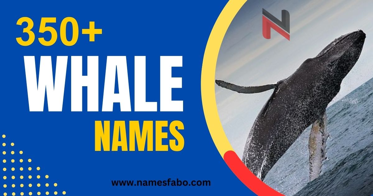 Whale Names 300+ Unique and Creative Ideas