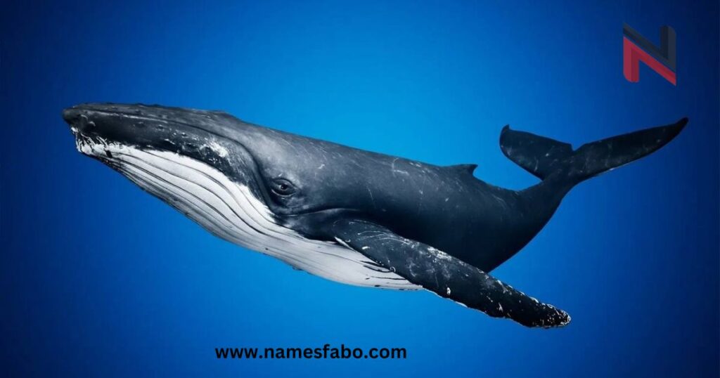 Whale Names (With Meanings)