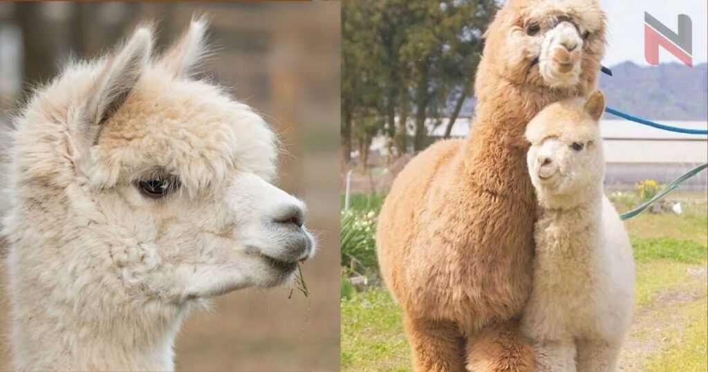 White Alpaca Names 