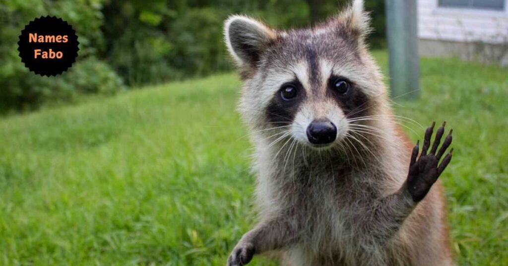 funny Raccoon Names 