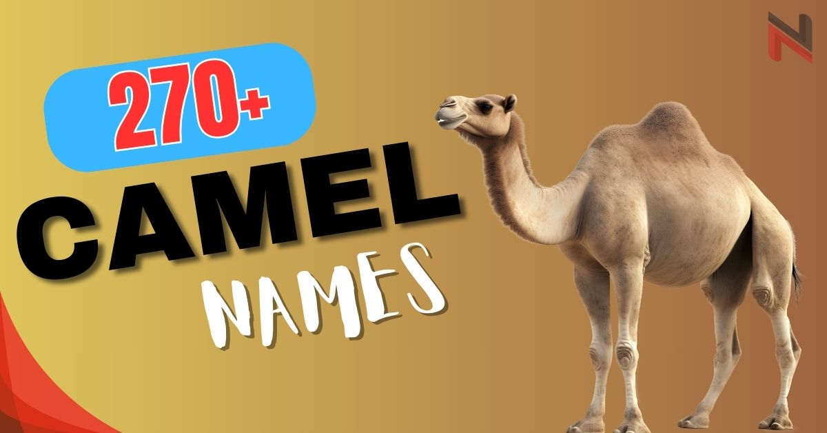 270+ Funny & Cute Camel Names + AI Generator