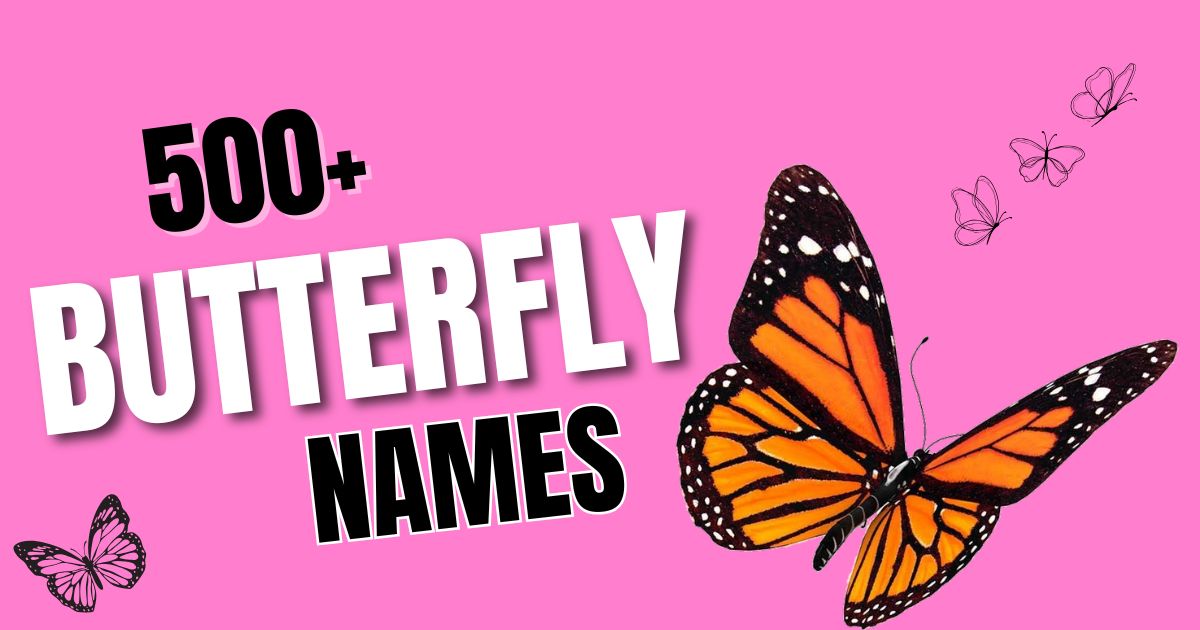 295+ Butterfly Names Cute, and Cool Ideas