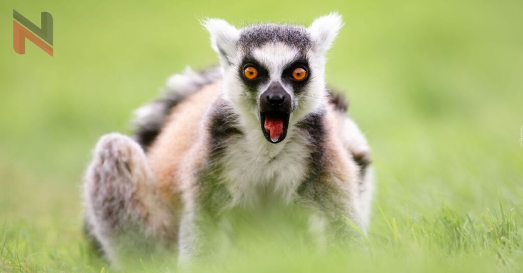 Badass Lemur Names