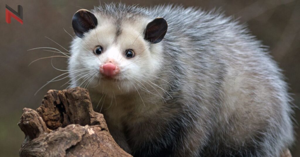 Best Opossum Names with Meaning