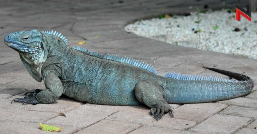 Blue Iguana Names