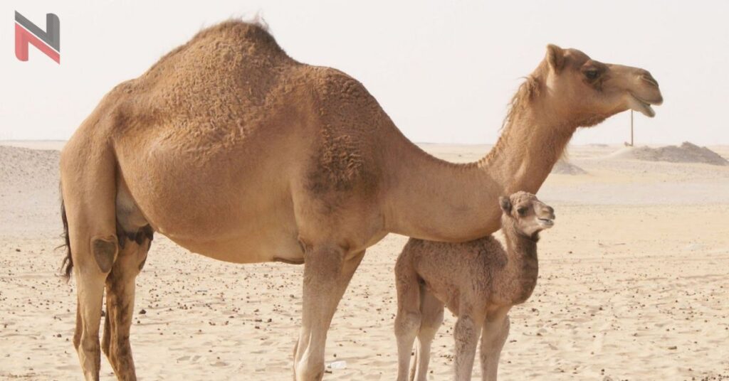 Camel Female Names