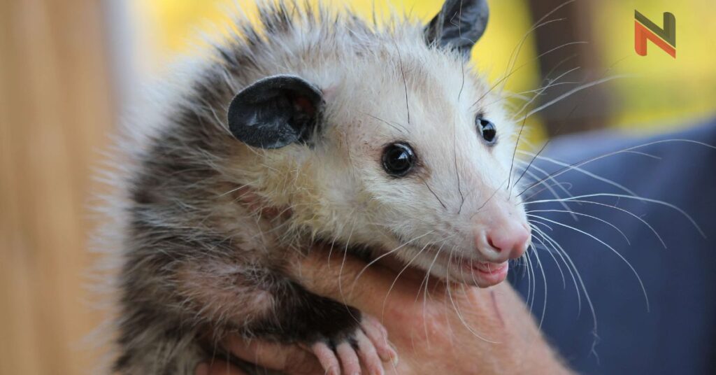 Cool Names for Opossums